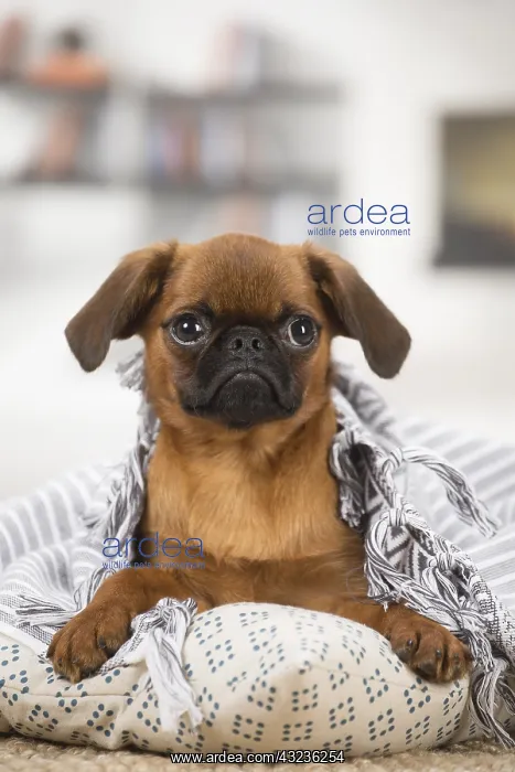 : Small Brabant Griffon / Petit Brabancon dog indoors : Small Brabant Griffon / Petit Brabancon dog indoors