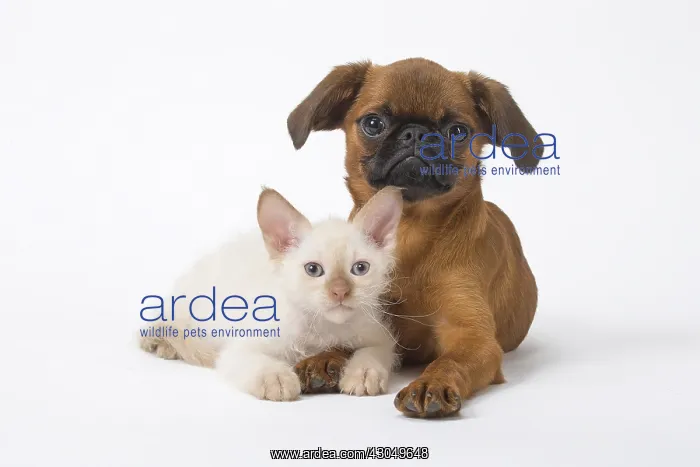 : Small Brabant Griffon / Petit Brabancon dog puppy with L : Small Brabant Griffon / Petit Brabancon dog puppy with L