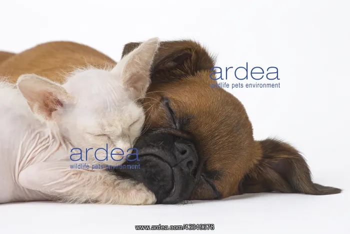 : Small Brabant Griffon / Petit Brabancon dog puppy with L : Small Brabant Griffon / Petit Brabancon dog puppy with L