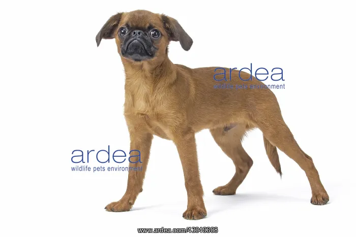 : Small Brabant Griffon / Petit Brabancon dog in the studi : Small Brabant Griffon / Petit Brabancon dog in the studi
