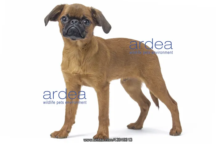 : Small Brabant Griffon / Petit Brabancon dog in the studi : Small Brabant Griffon / Petit Brabancon dog in the studi