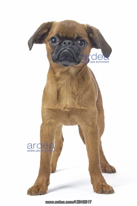 : Small Brabant Griffon / Petit Brabancon dog in the studi : Small Brabant Griffon / Petit Brabancon dog in the studi