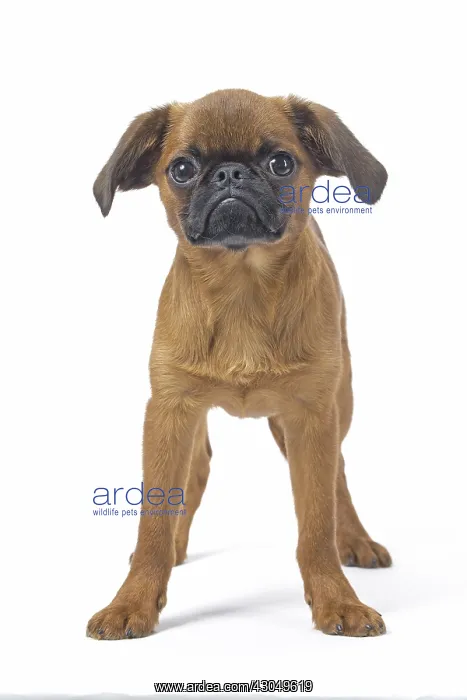 : Small Brabant Griffon / Petit Brabancon dog in the studi : Small Brabant Griffon / Petit Brabancon dog in the studi
