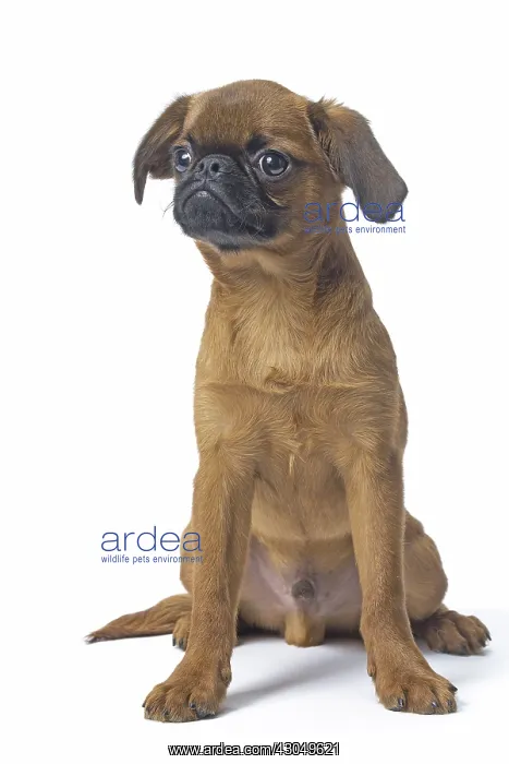 : Small Brabant Griffon / Petit Brabancon dog in the studi : Small Brabant Griffon / Petit Brabancon dog in the studi