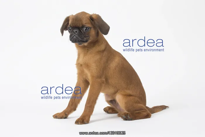  : Small Brabant Griffon  /  Petit Brabancon dog in the studi