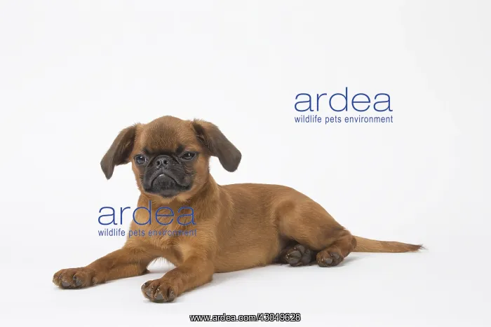 : Small Brabant Griffon / Petit Brabancon dog in the studi : Small Brabant Griffon / Petit Brabancon dog in the studi