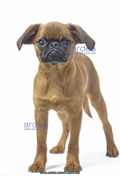 : Small Brabant Griffon / Petit Brabancon dog in the studi : Small Brabant Griffon / Petit Brabancon dog in the studi