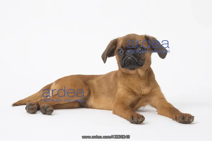 : Small Brabant Griffon / Petit Brabancon dog in the studi : Small Brabant Griffon / Petit Brabancon dog in the studi