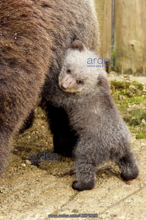 : Small brown bear (Ursus arctos), standing on its : Small brown bear (Ursus arctos), standing on its