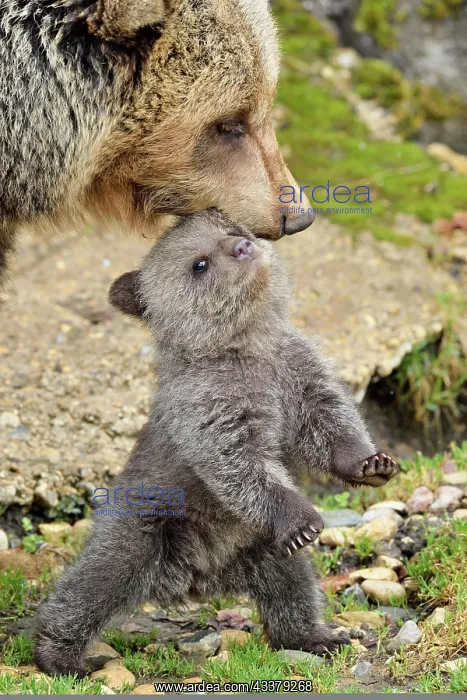 : Small brown bear (Ursus arctos), standing on its : Small brown bear (Ursus arctos), standing on its