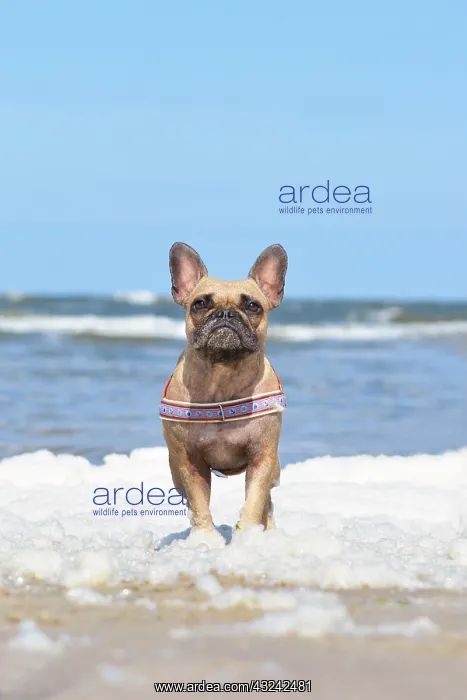 : Small brown French Bulldog dog with maritime harness : Small brown French Bulldog dog with maritime harness