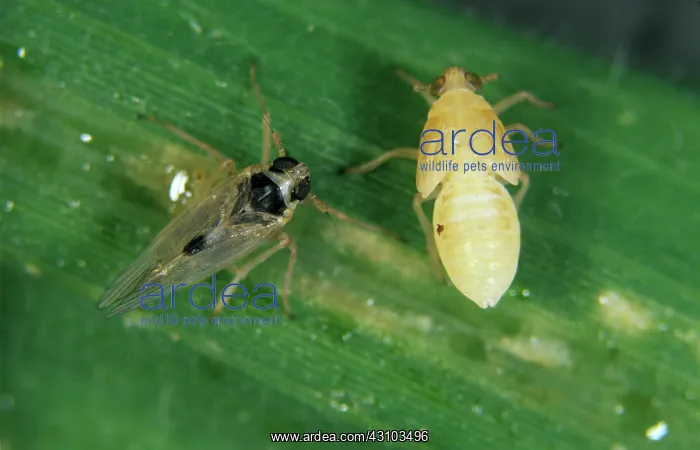 : Small brown planthopper (Laodelphax striatellus) : Small brown planthopper (Laodelphax striatellus)