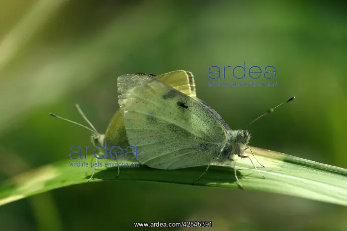 : Small / Cabbage White Butterflies - On leaf : Small / Cabbage White Butterflies - On leaf