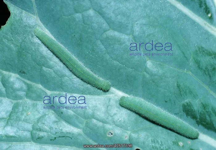 : Small / Cabbage White Butterfly - 2 Larva / Caterpillar : Small / Cabbage White Butterfly - 2 Larva / Caterpillar