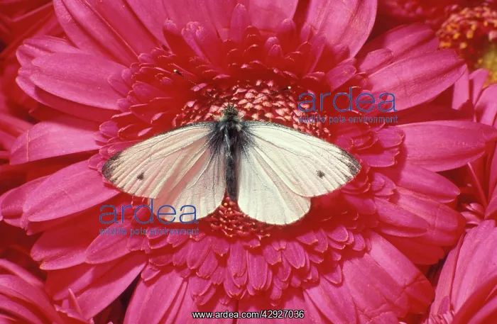 : Small / Cabbage White BUTTERFLY : Small / Cabbage White BUTTERFLY