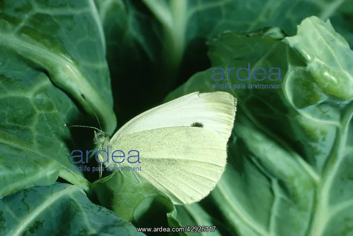 : Small / Cabbage White BUTTERFLY - on cabbage : Small / Cabbage White BUTTERFLY - on cabbage