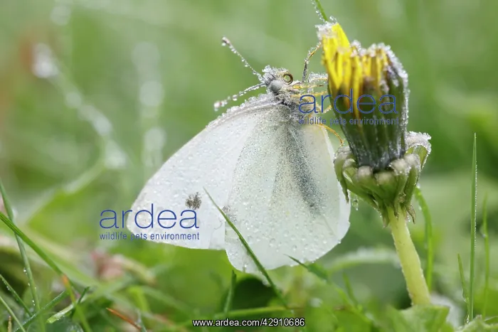 : Small / Cabbage White Butterfly - covered with autumn frost : Small / Cabbage White Butterfly - covered with autumn frost