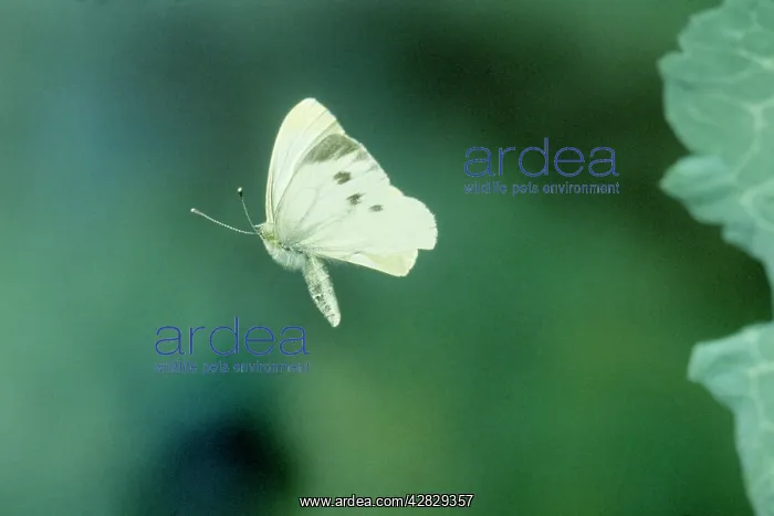 : Small / Cabbage White Butterfly - In flight : Small / Cabbage White Butterfly - In flight