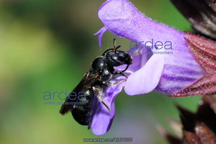 : Small carpenter bee (Ceratina chalybea) on Sage : Small carpenter bee (Ceratina chalybea) on Sage