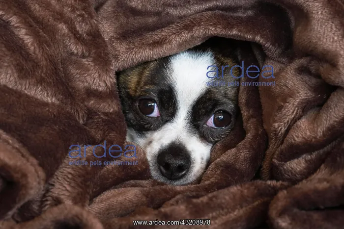 : Small Chihuahua dog under blanket, Germany, Europe : Small Chihuahua dog under blanket, Germany, Europe