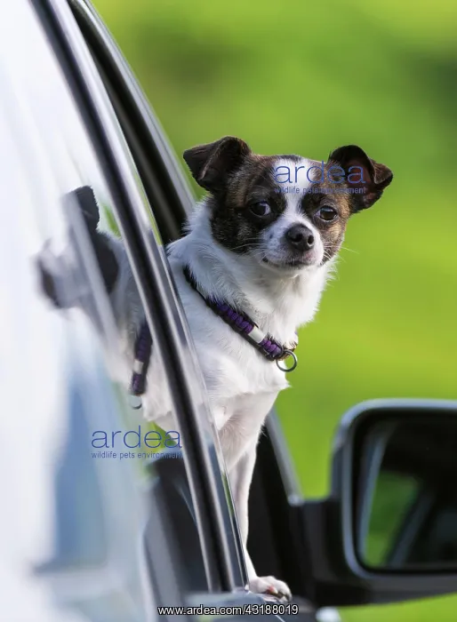 : Small Chihuahua dog looking out of car window, Germany : Small Chihuahua dog looking out of car window, Germany