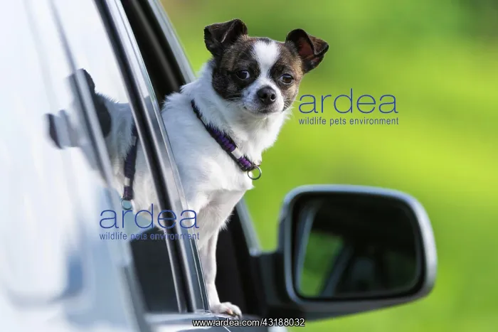: Small Chihuahua dog looking out of car window, Germany : Small Chihuahua dog looking out of car window, Germany