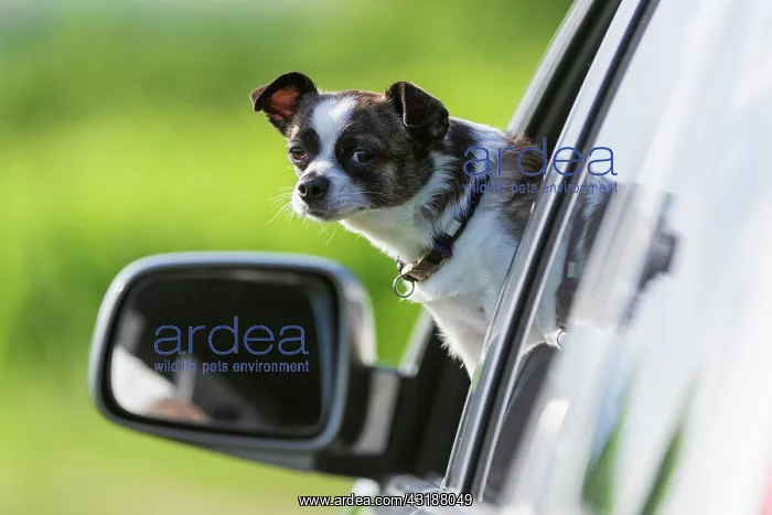 : Small Chihuahua dog looking out of car window, Germany : Small Chihuahua dog looking out of car window, Germany