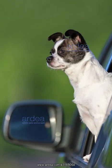 : Small Chihuahua dog looking out of car window, Germany : Small Chihuahua dog looking out of car window, Germany