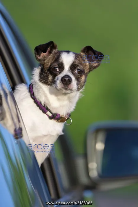 : Small Chihuahua dog looking out of car window, Germany : Small Chihuahua dog looking out of car window, Germany