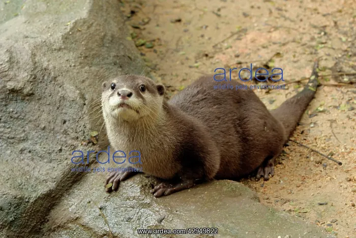 : Small-clawed otter : Small-clawed otter
