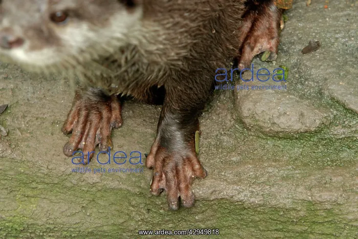: Small-clawed otter feet : Small-clawed otter feet