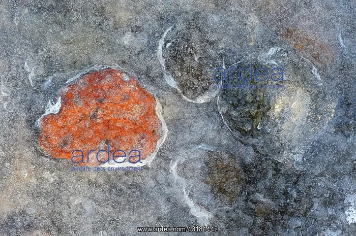 : Small colourfull pebbles frozen in ice : Small colourfull pebbles frozen in ice