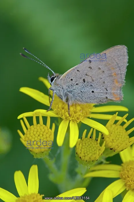 : Small / Common Copper Butterfly - on Common Ragwort : Small / Common Copper Butterfly - on Common Ragwort