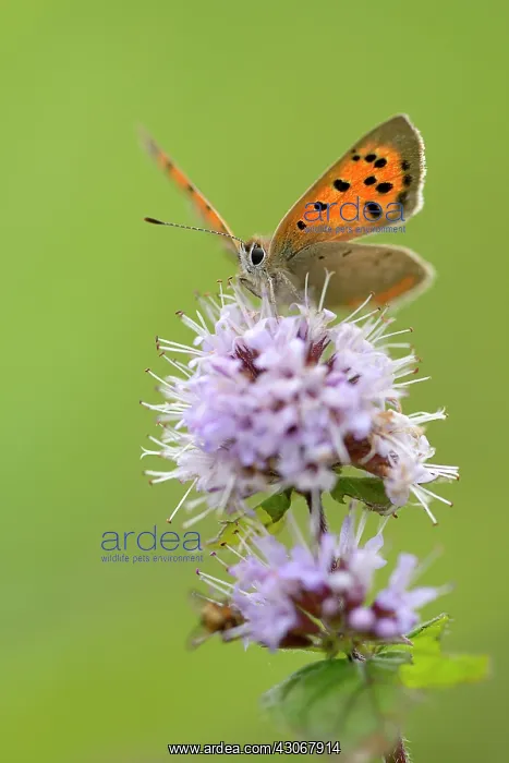 : Small Copper : Small Copper