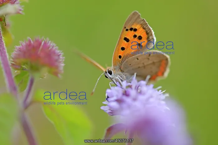 : Small Copper : Small Copper