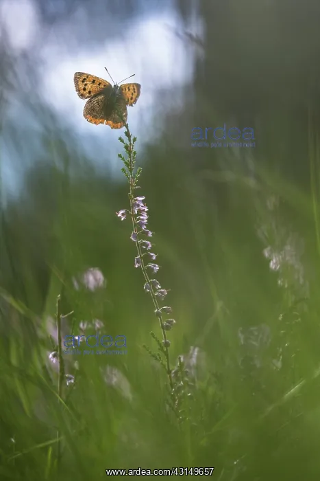 : Small Copper : Small Copper