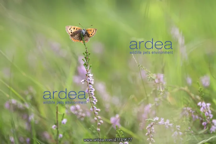 : Small Copper : Small Copper