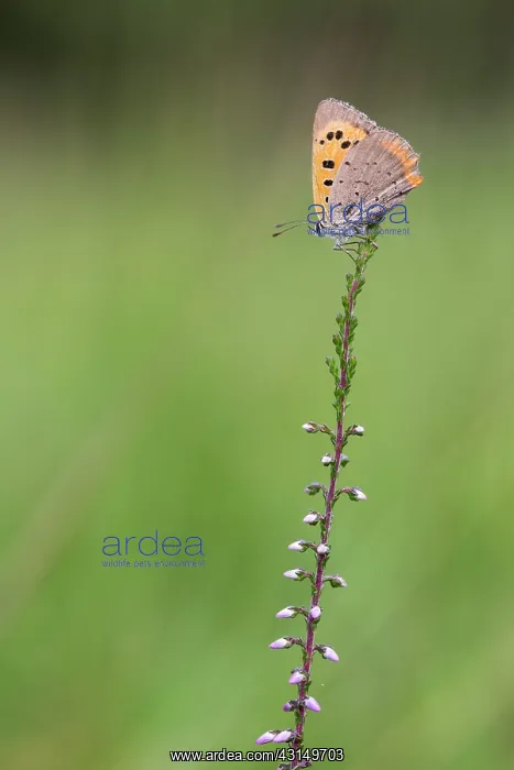 : Small Copper : Small Copper