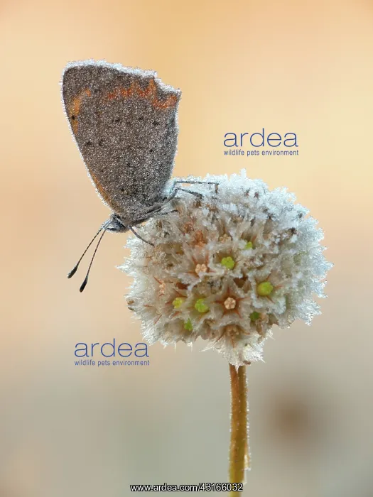: Small Copper : Small Copper