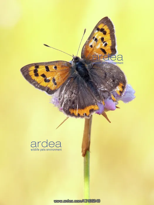 : Small Copper : Small Copper
