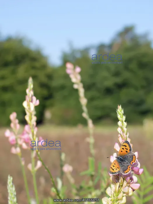 : Small Copper : Small Copper