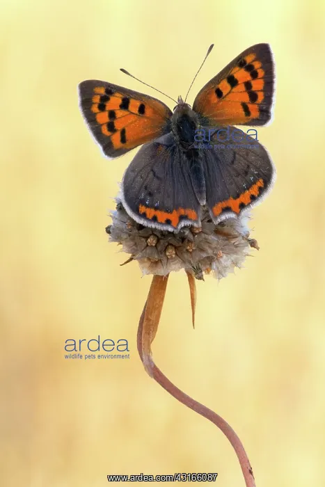 : Small Copper : Small Copper