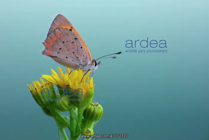 : Small Copper : Small Copper