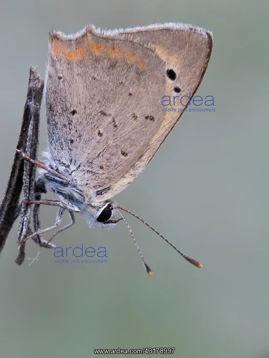 : Small Copper : Small Copper