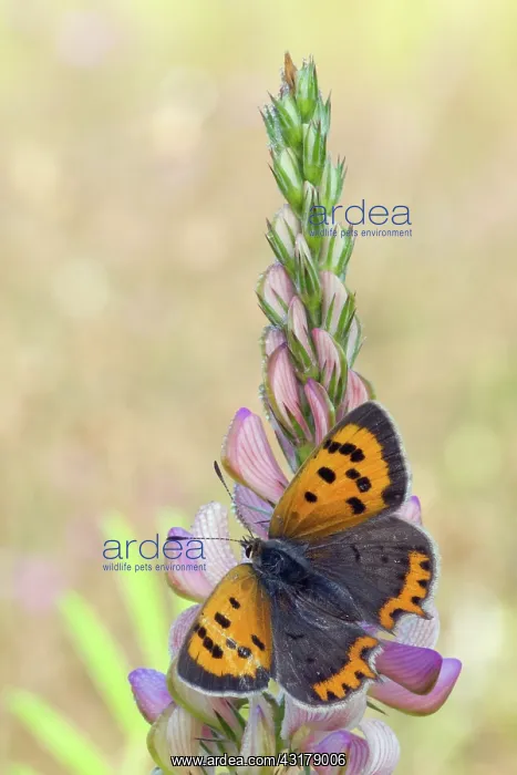 : Small Copper : Small Copper