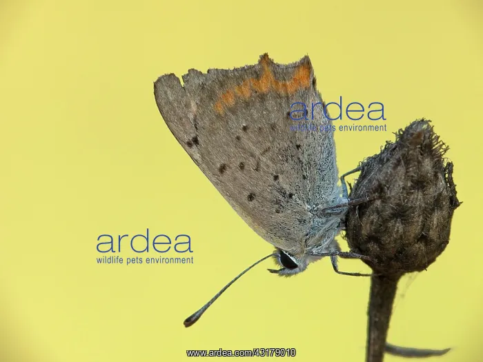: Small Copper : Small Copper