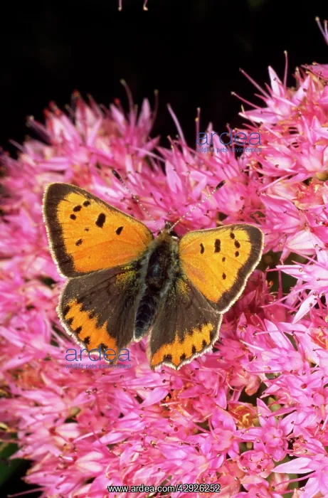 : Small Copper Butterfly : Small Copper Butterfly