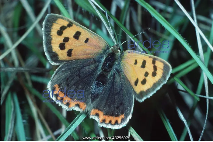 : SMALL COPPER BUTTERFLY : SMALL COPPER BUTTERFLY