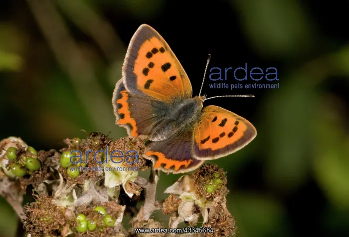  : Small Copper Butterfly - feeding on bramble flowers