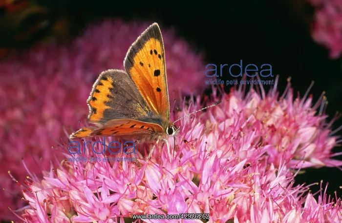 : Small Copper BUTTERFLY - on flower : Small Copper BUTTERFLY - on flower